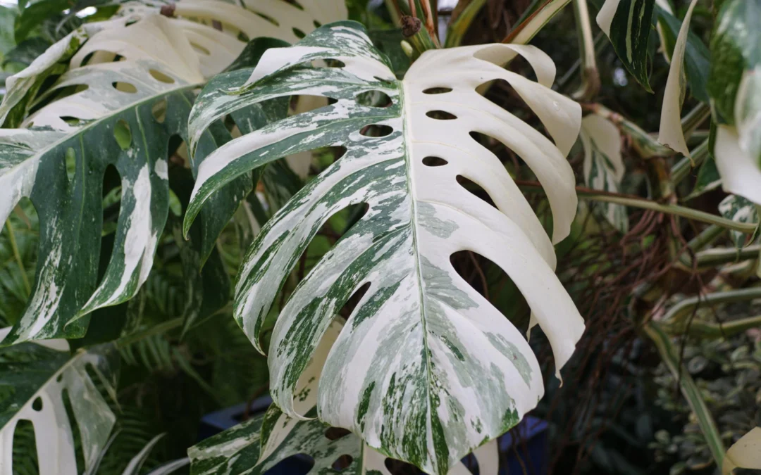 Monstera z białymi liśćmi – przyczyny, pielęgnacja i wskazówki