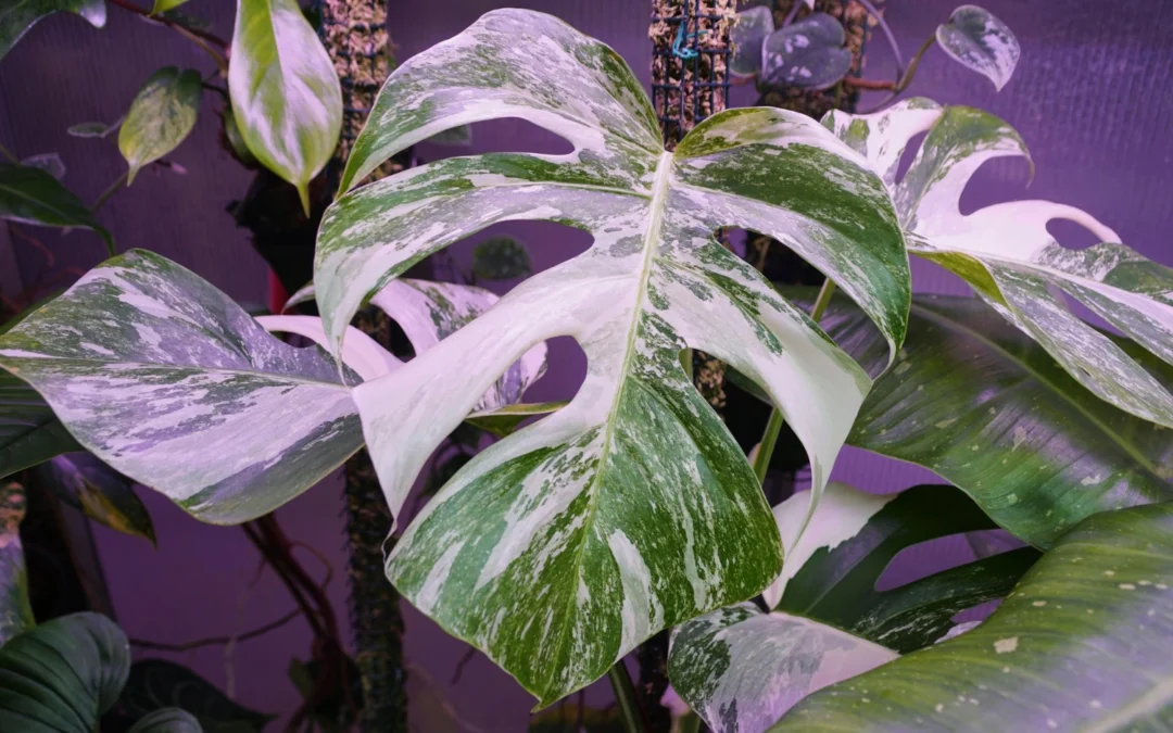 Monstera z różowymi liśćmi, małymi liśćmi i „z ogryzka” – jak o nią dbać?