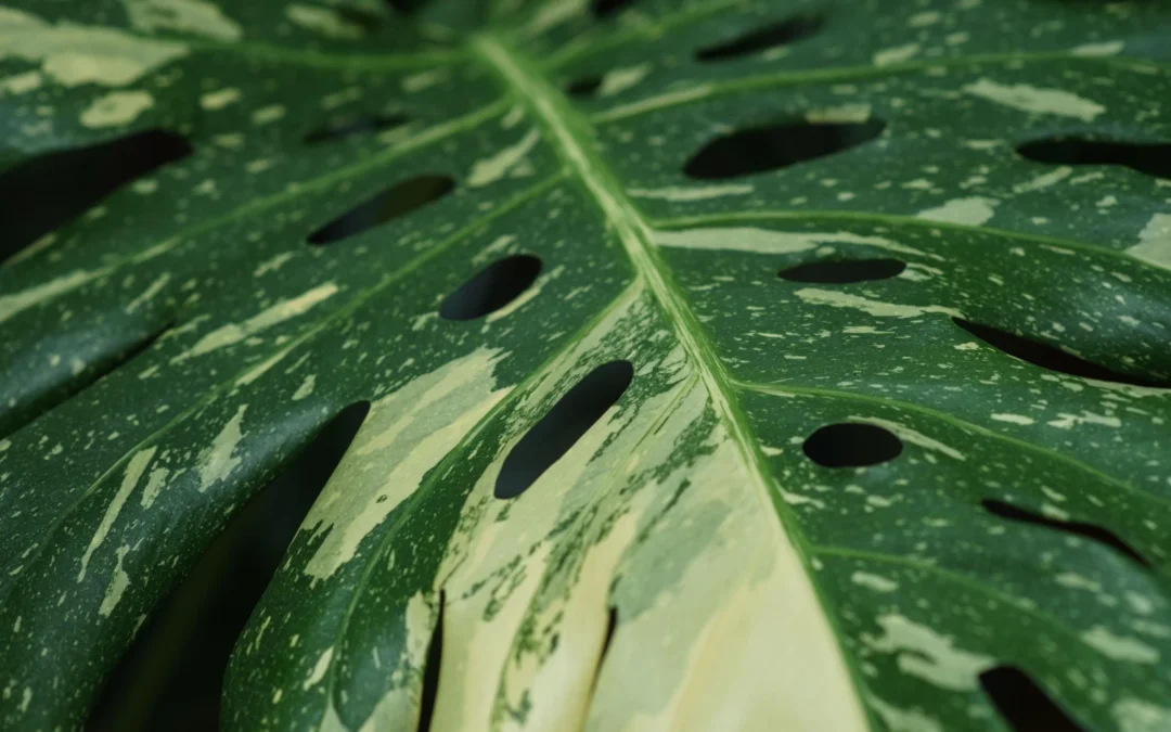 Monstera z plamami – brązowe i czarne plamy na liściach: przyczyny i rozwiązania