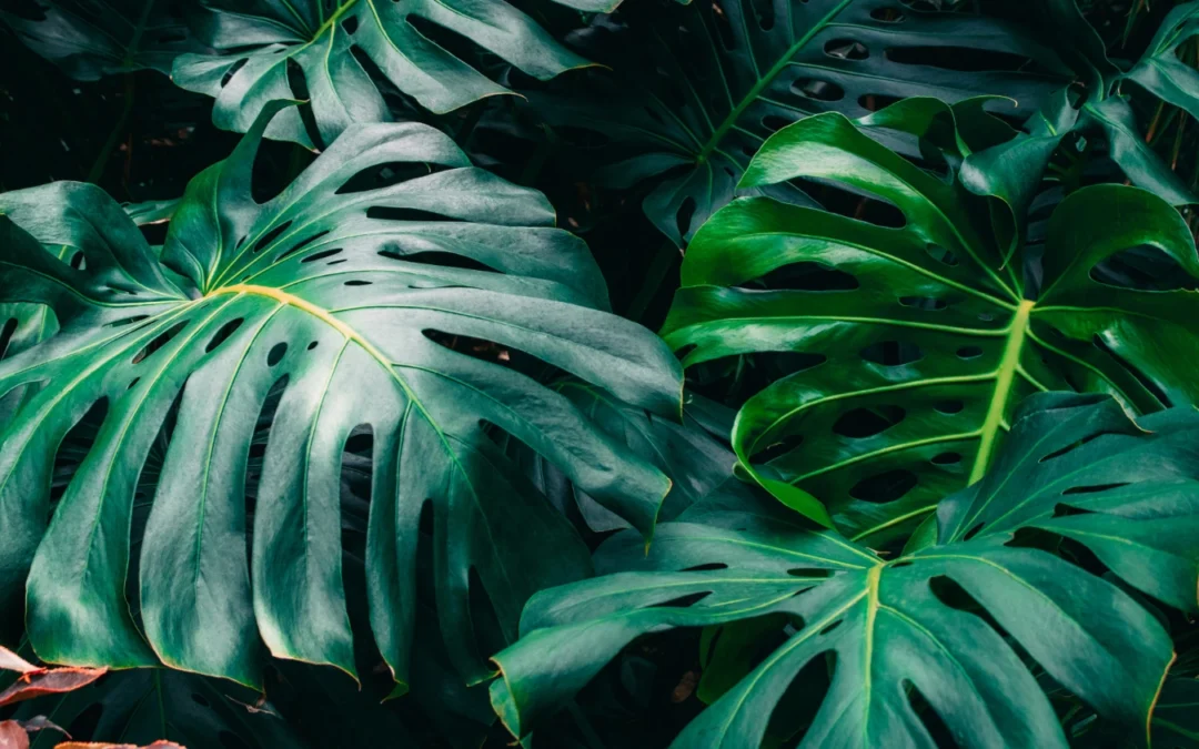 Monstera z grzybem – przyczyny, objawy i skuteczne metody leczenia