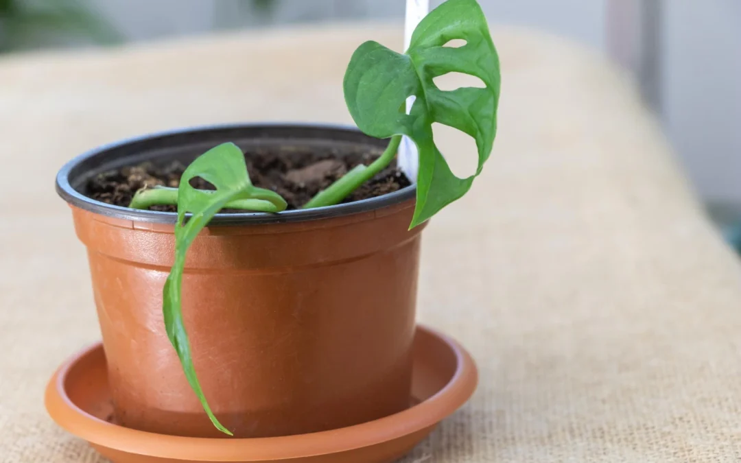 Monstera z nasion – uprawa, pielęgnacja i przesadzanie
