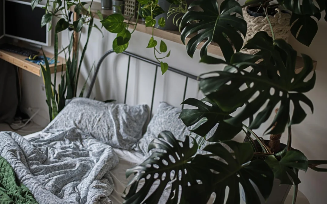 Monstera w sypialni – czy to dobry pomysł i jak o nią dbać?