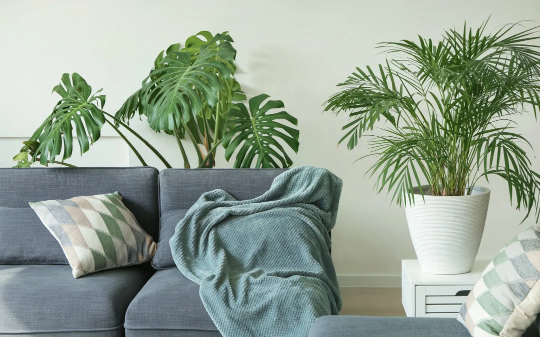Monstera do salonu, pokoju i ogrodu – jak o nią dbać?
