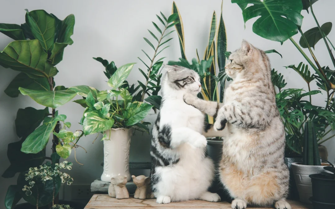 Monstera a zwierzęta – czy jest bezpieczna dla kota, psa lub królika?