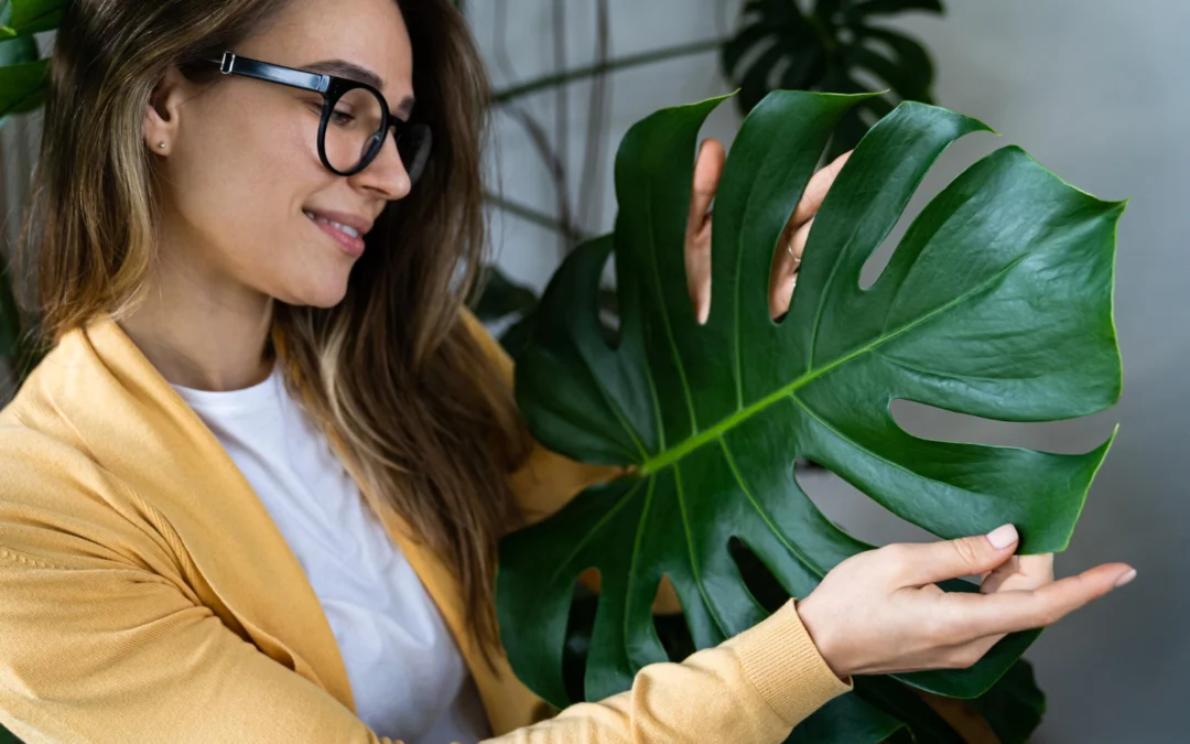 Monstera do kupienia – wszystko, co musisz wiedzieć przed zakupem
