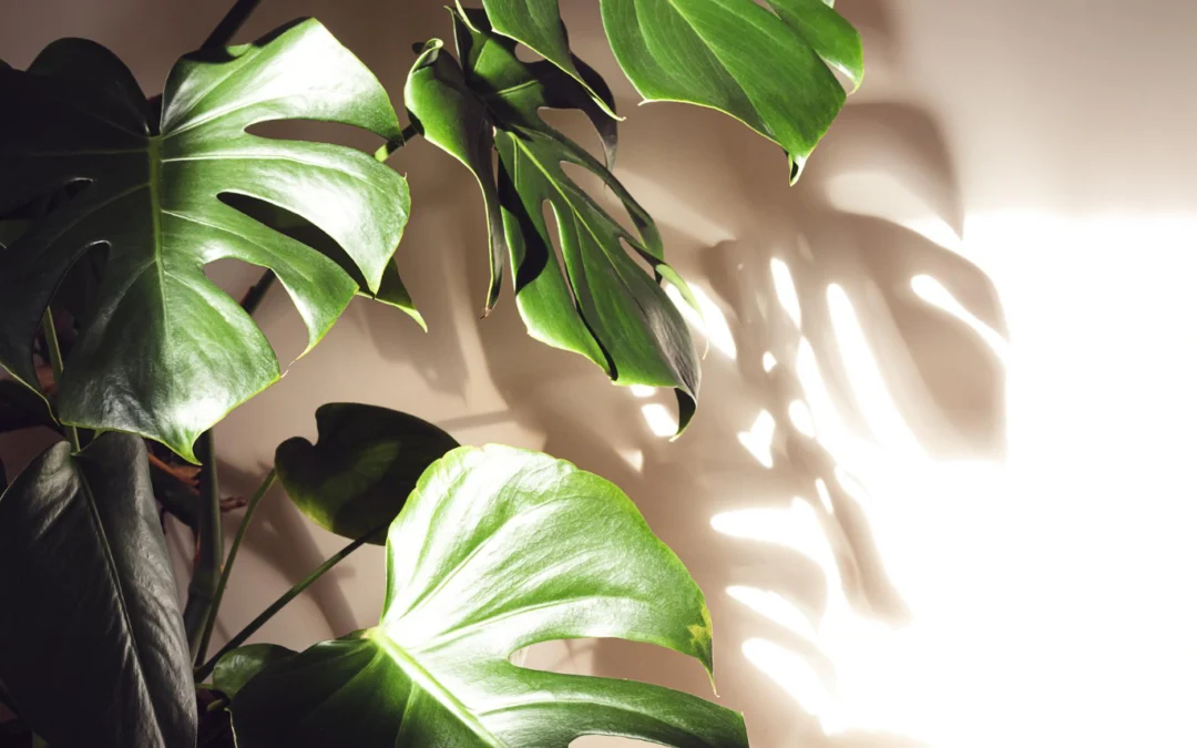 Monstera do cienia – idealny wybór do ciemniejszych wnętrz