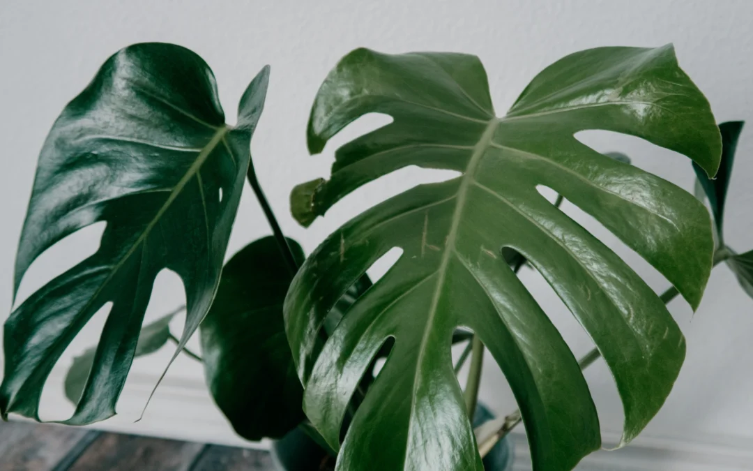 Monstera z plamami – przyczyny i sposoby na zdrowe liście