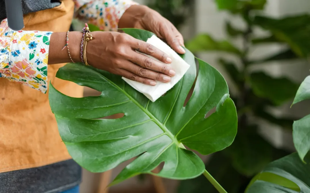 Monstera i grzybica – skuteczne metody walki i profilaktyka