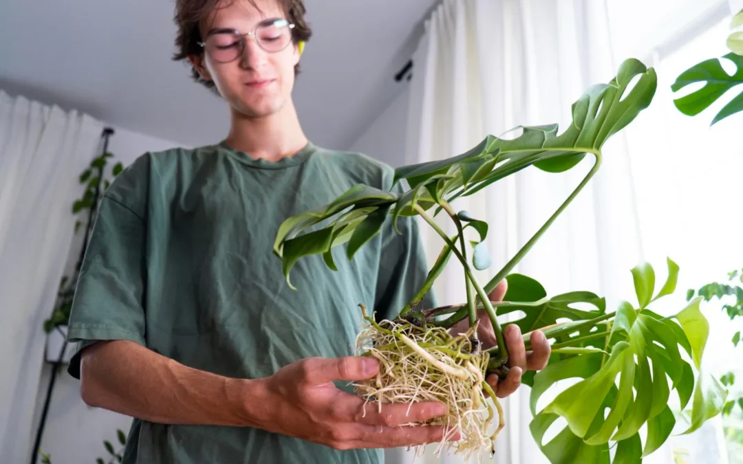 Bonsai Ficus Retusa Jaka Doniczka – Kompletny Przewodnik