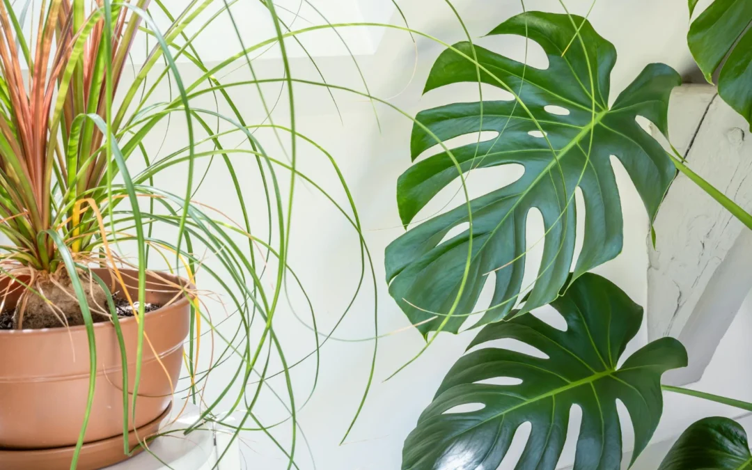 Monstera i filodendron – różnice, podobne kwiaty i alternatywy