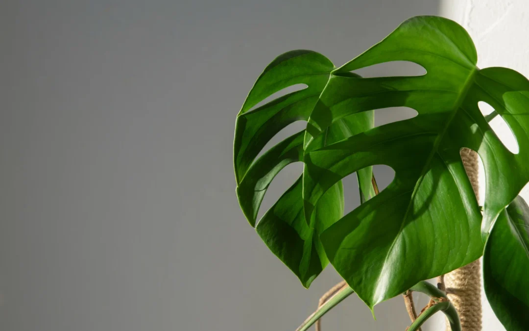 Monstera i korzenie powietrzne – funkcje, pielęgnacja i rozmnażanie