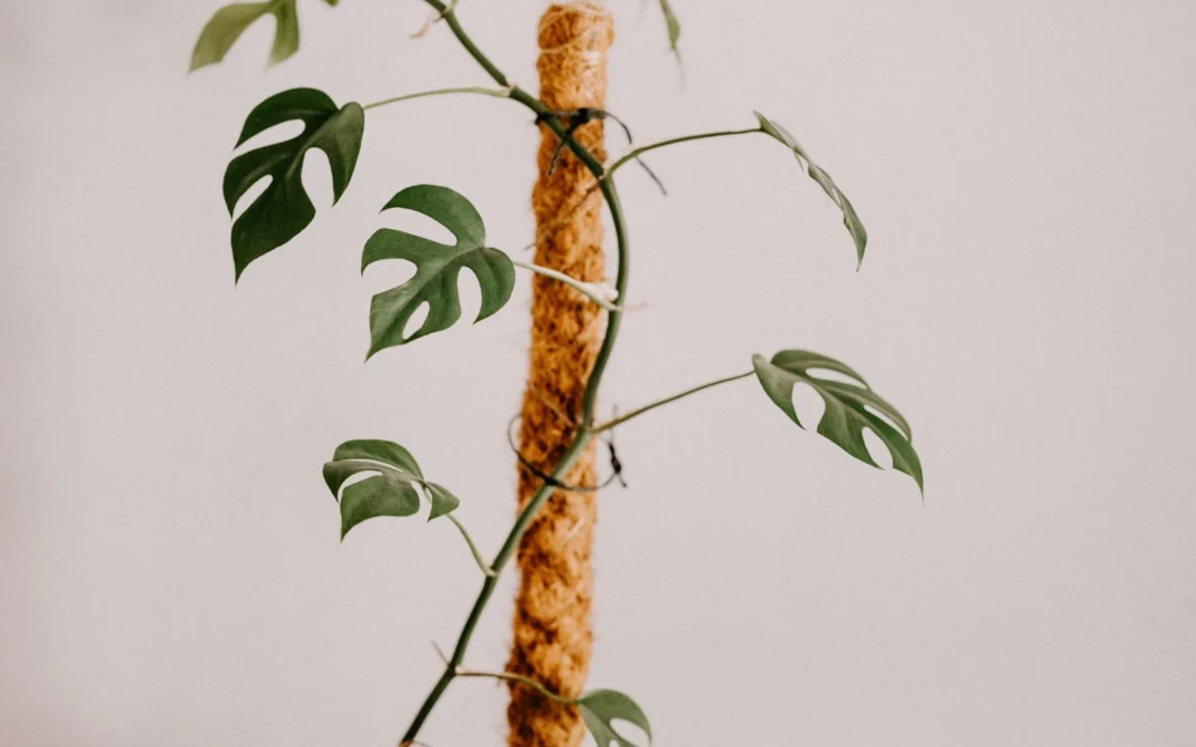 Monstera i palik kokosowy – jak zapewnić roślinie wsparcie?