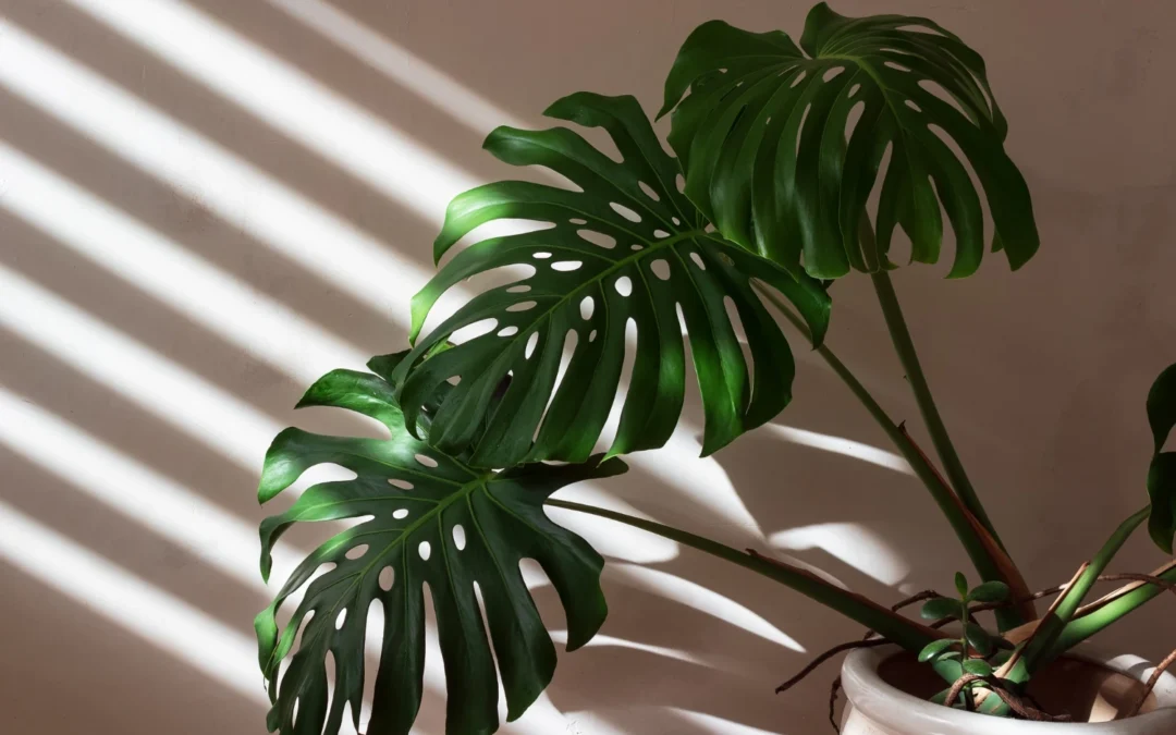 Monstera i słońce – jak pielęgnować roślinę, by zachwycała wyglądem?