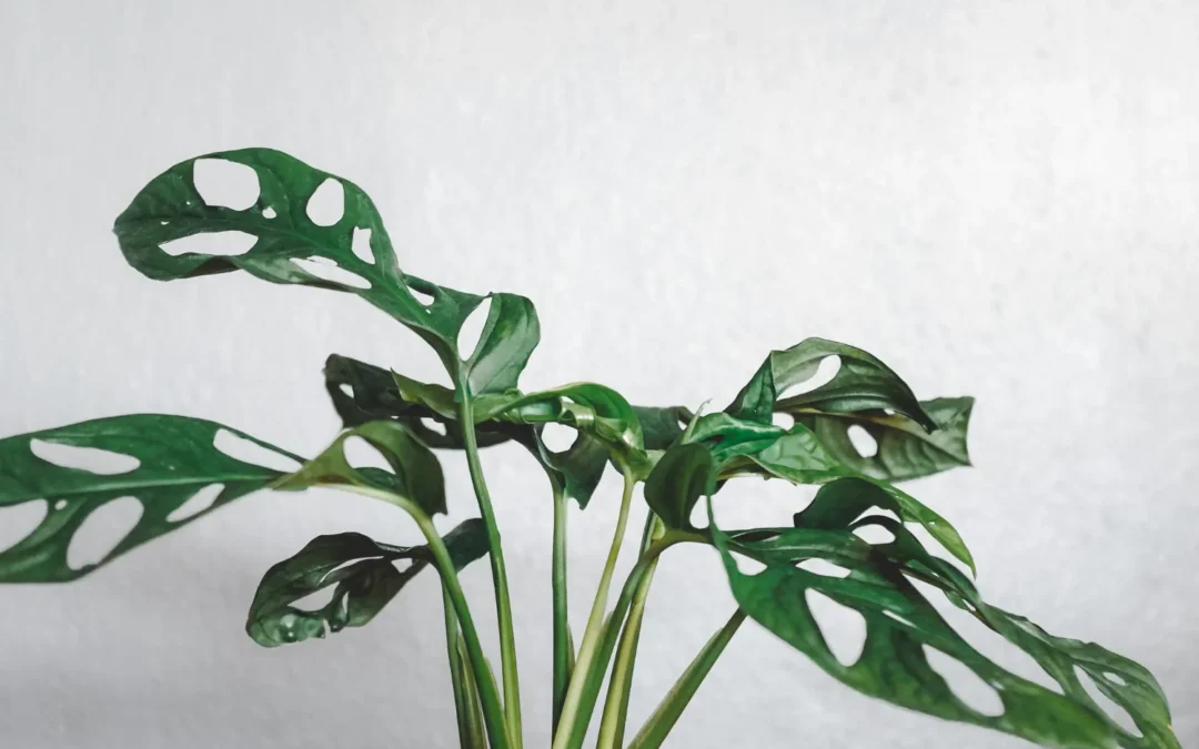 Monstera Monkey – poradnik pielęgnacji i uprawy