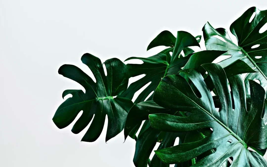 Tempo wzrostu monstery – jak szybko rośnie monstera deliciosa?