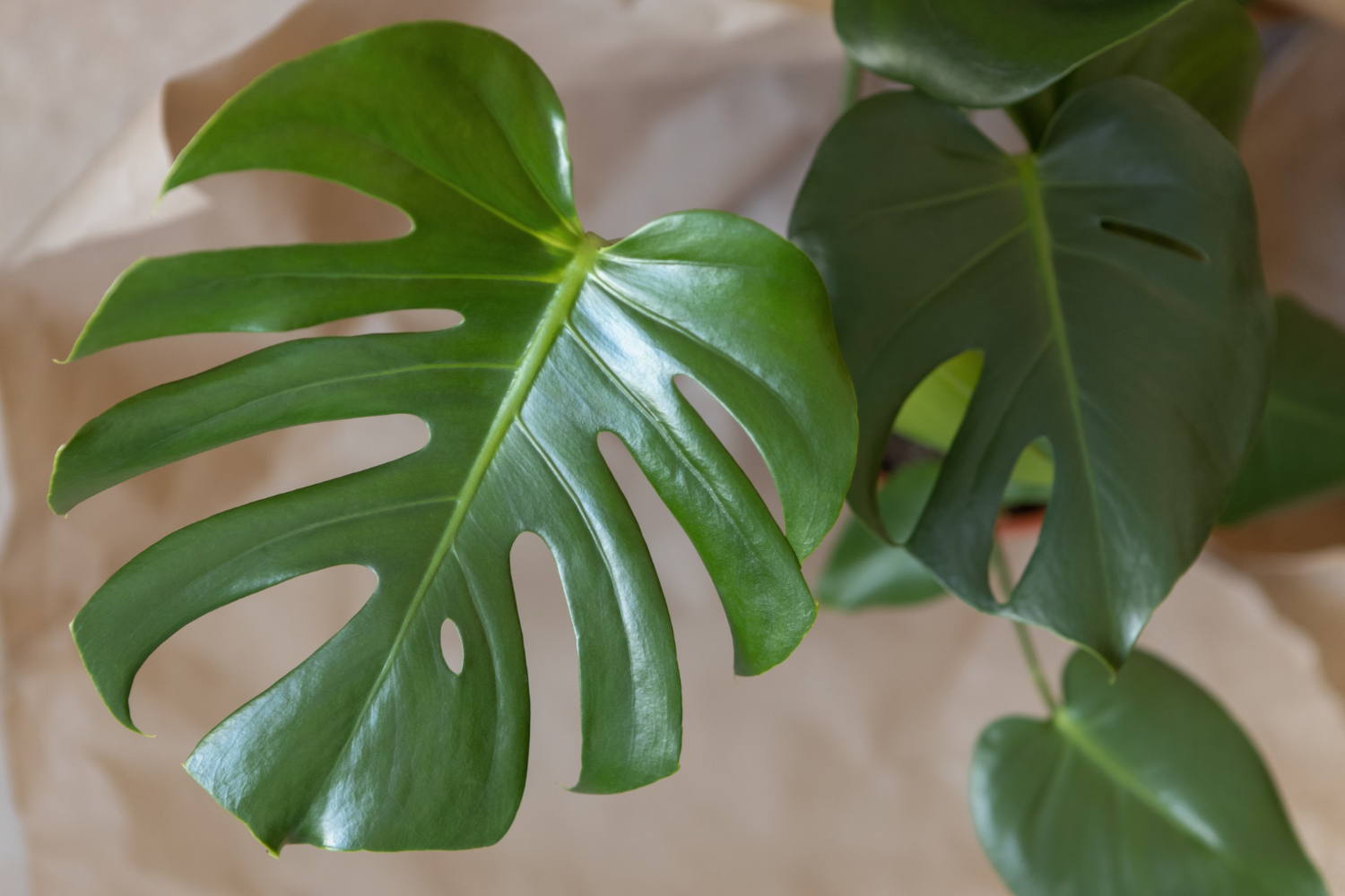Czy monstera kwitnie? Kompletny przewodnik po kwitnieniu monstery