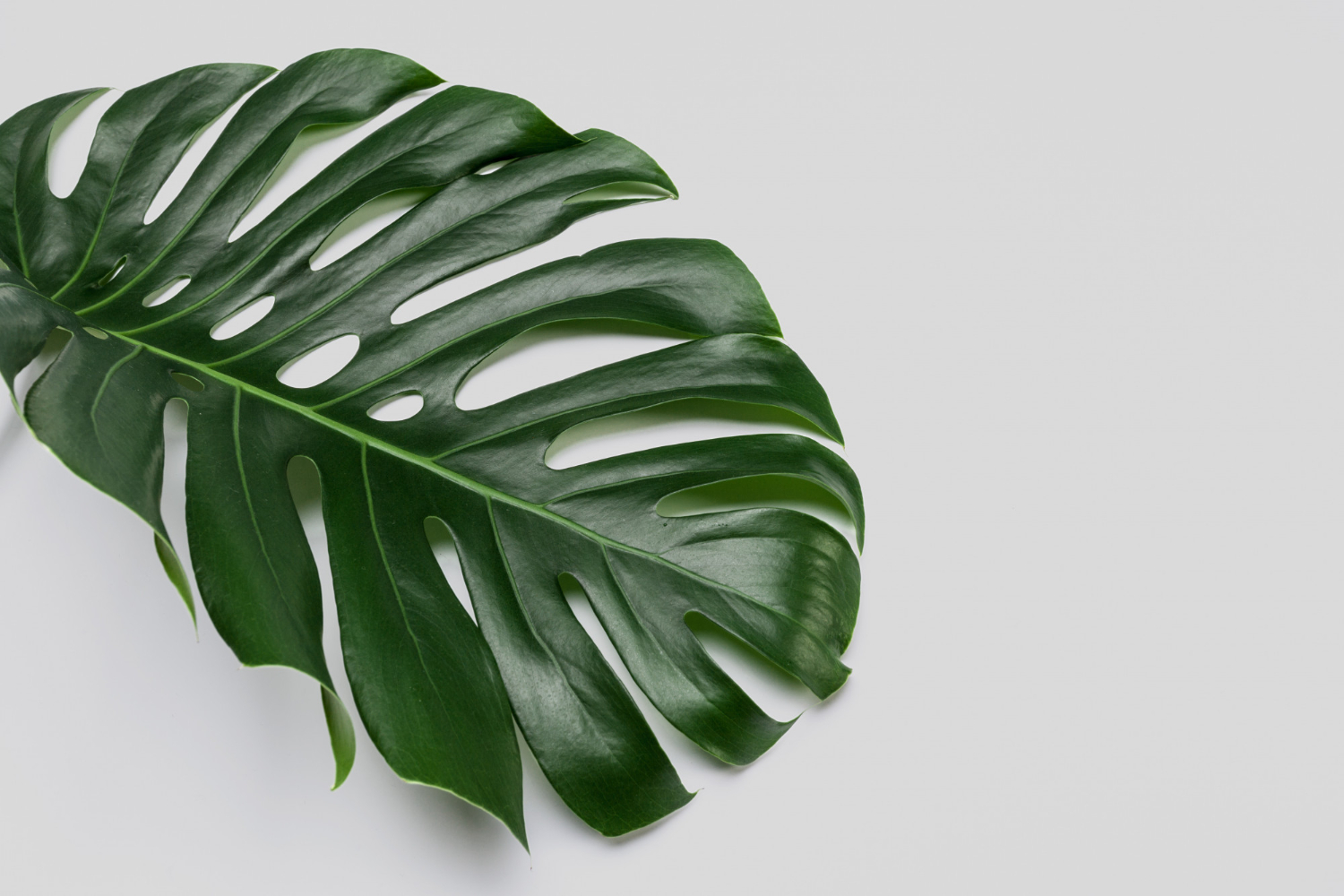 Monstera deliciosa jak dba - kompletny przewodnik pielgnacji