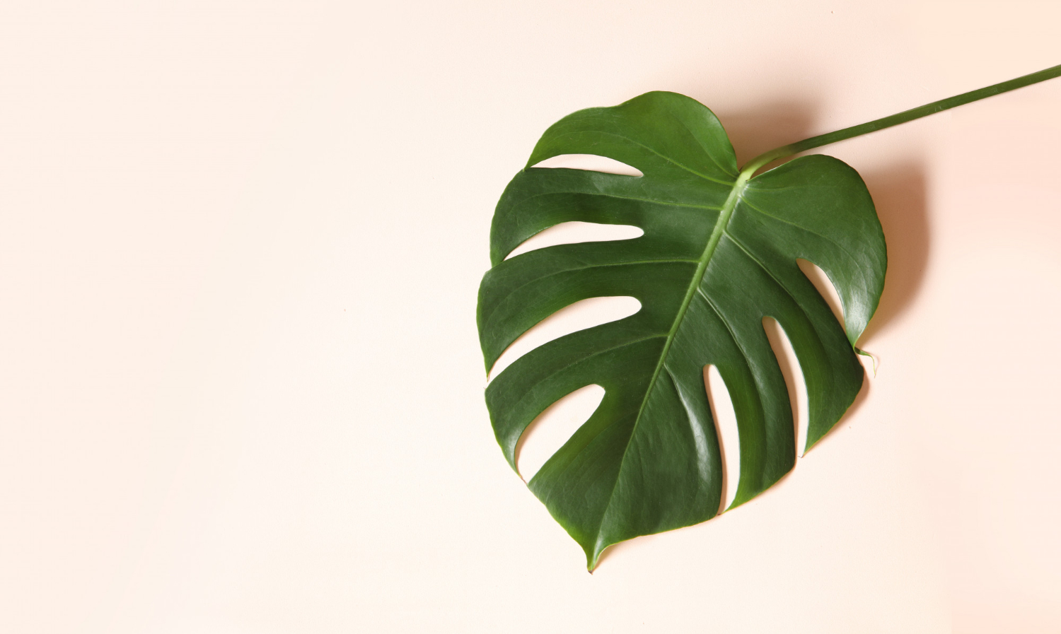 1monstera