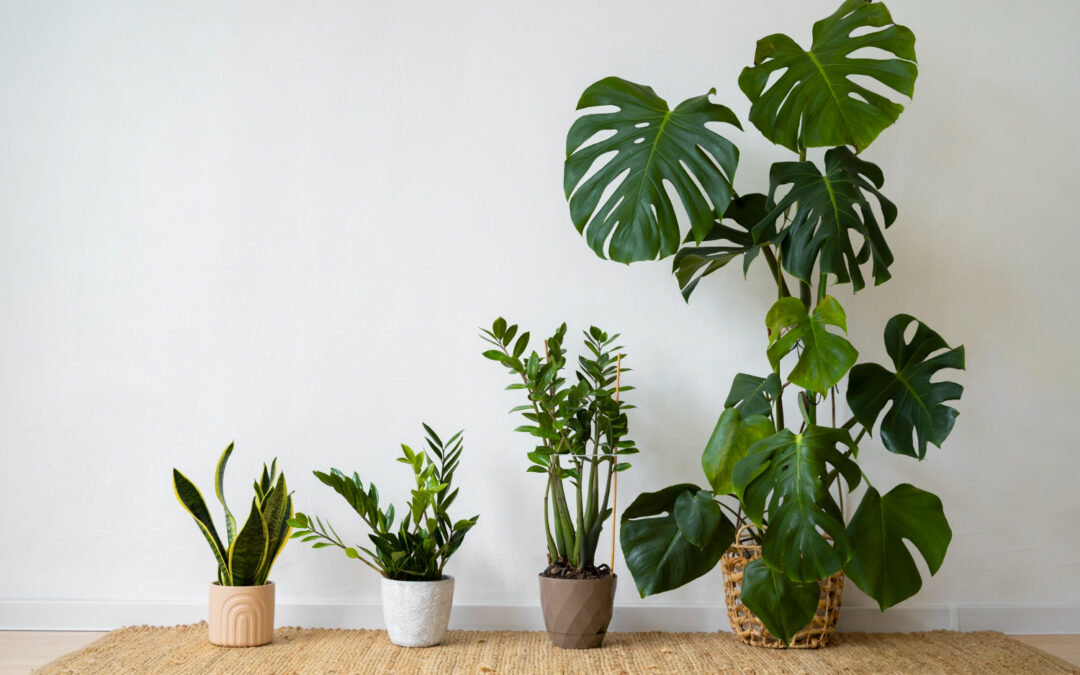 Monstera jak podeprzeć – kompleksowy poradnik podpierania monstery