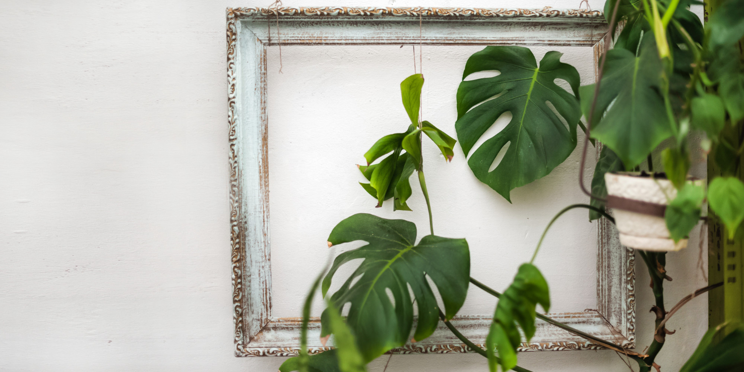 philodendron pluto caramel Philodendron Caramel PLUTO
