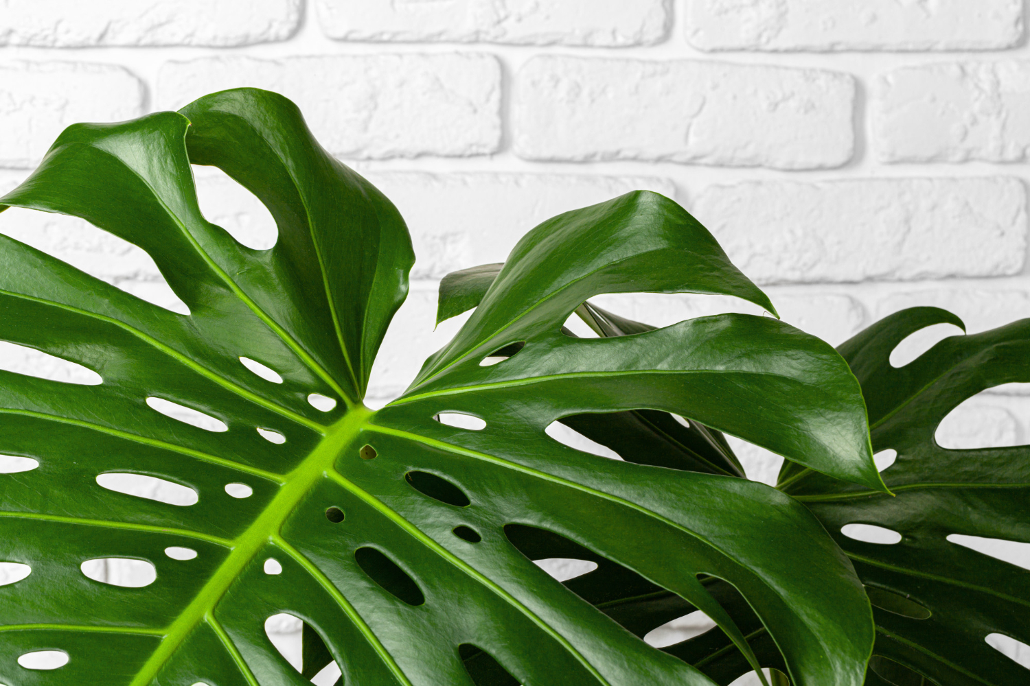 36monstera