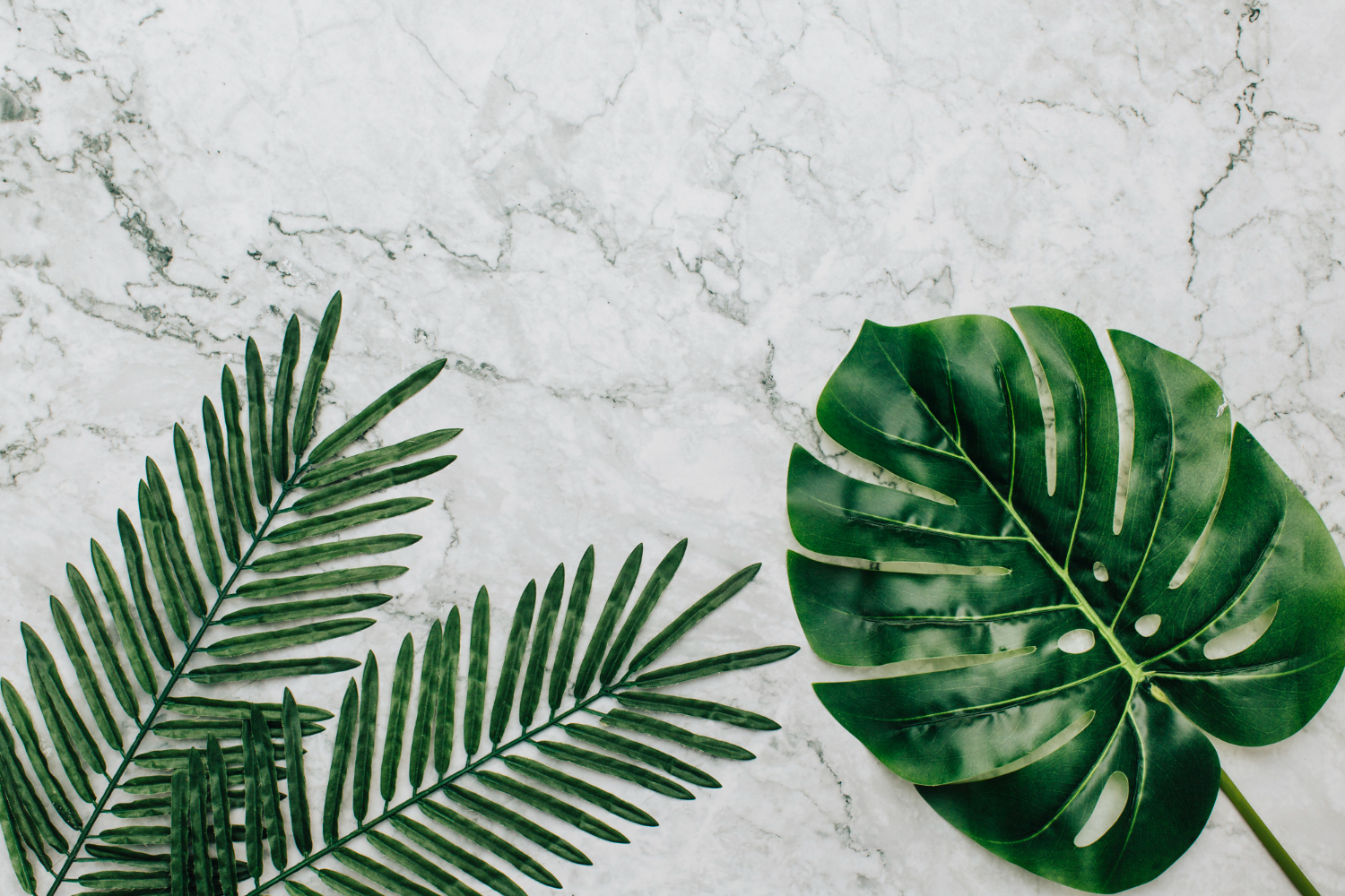 Calathea jak doniczka: Wybr idealnego naczynia dla Twojej roliny -  Portal o rolinach domowych