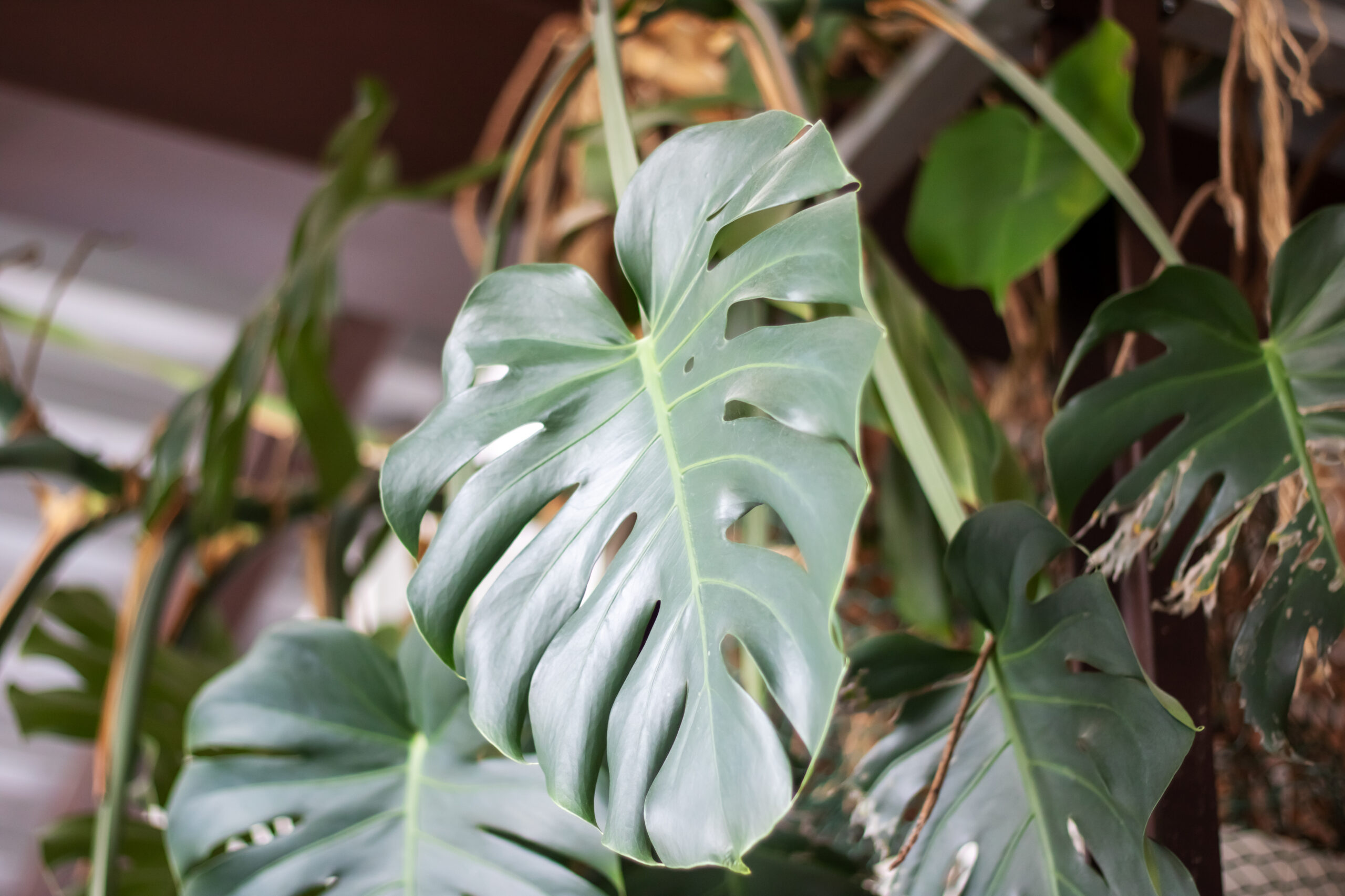 princess philodendron Philodendron Pink Princess - 4